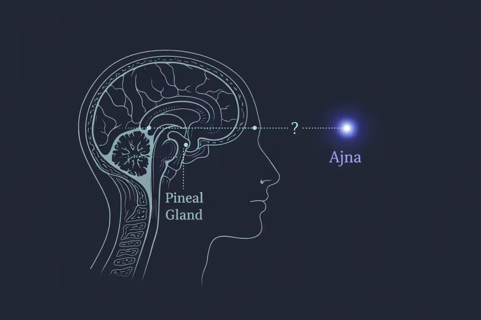 Pineal gland vs. Ajna focal point — related in metaphor, separate in biology